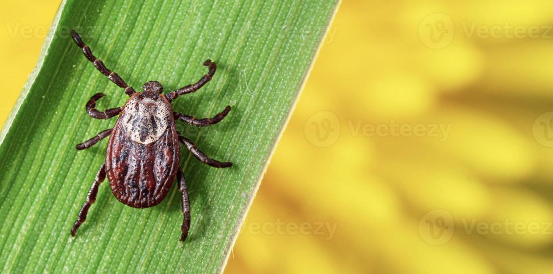 Understanding EPM and Lyme Disease in Horses
